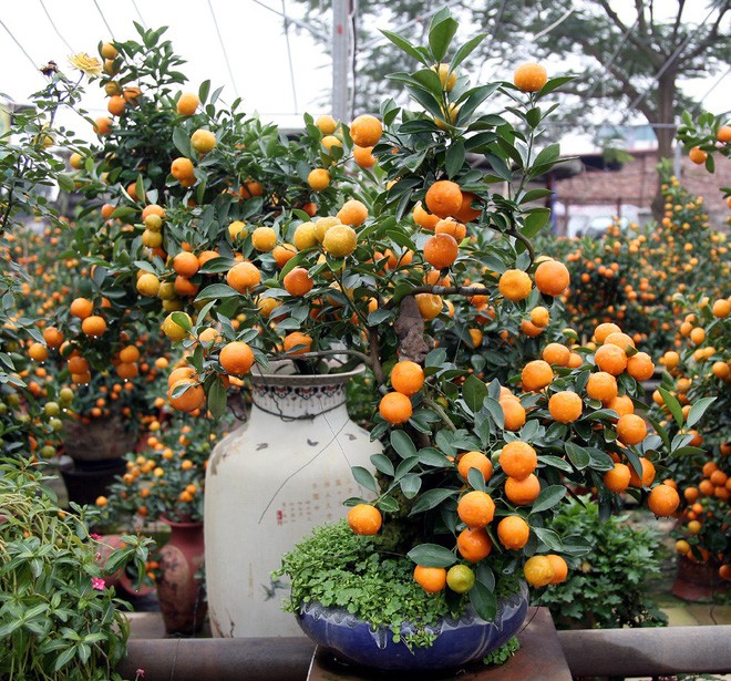 Quất khủng dáng long phụng, không bán chỉ cho thuê giá 50 triệu đồng